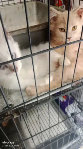Kucing Persia, turunan besar bulu pjg