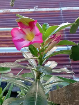 BUNGA ADENIUM (Tinggi 70cm)