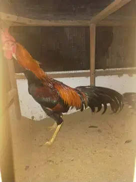 Ayam Kampung Jawa Jantan dan Betina