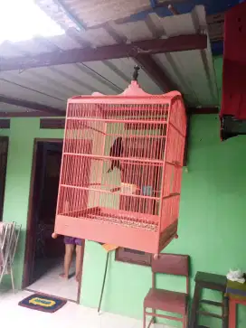 Burung hitam harian bunyi