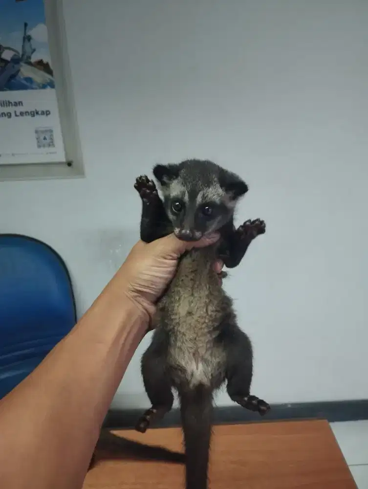 Lepas adop baby musang