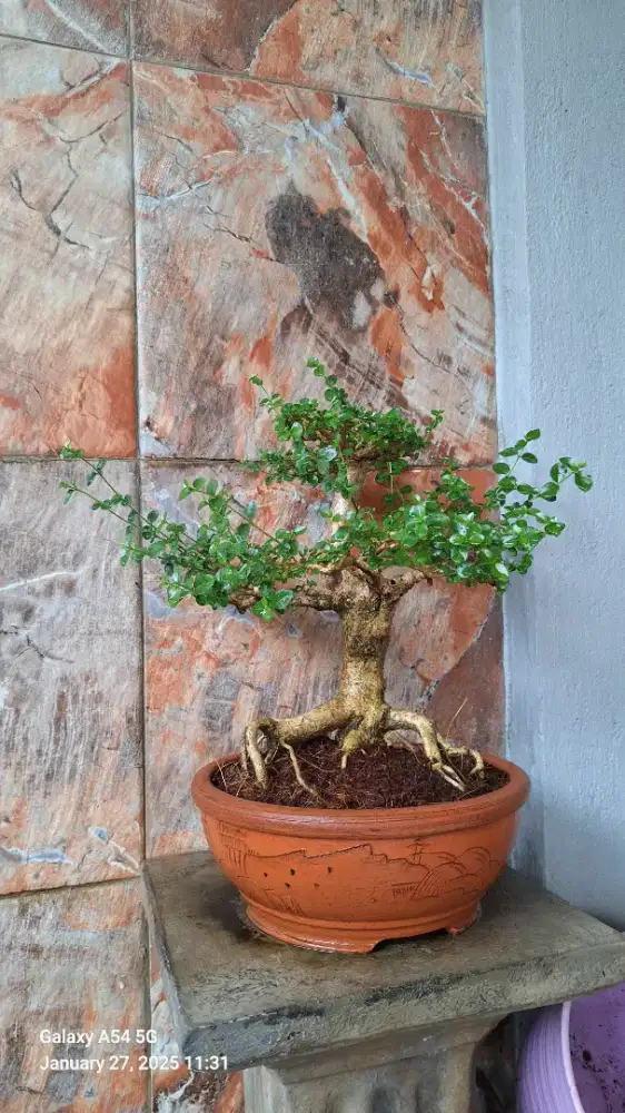 Bonsai Sancang Medium