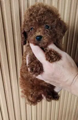 Red Toy Poodle Teacup. Super kecil