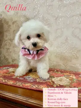 Bichon frise,female