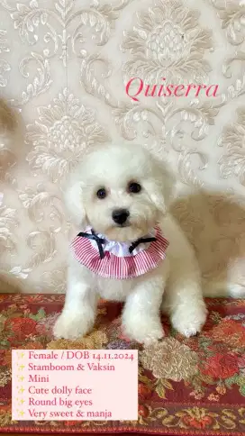 Bichon frise,female