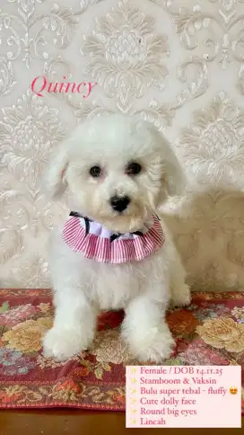 Bichon frise,puppy,female