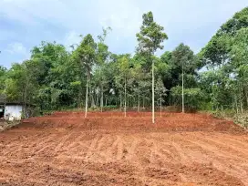 Tanah Kebun Durian Prospek Bagus di Kerjo Kra