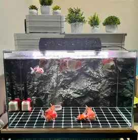 Dijual Cepat. Aquarium Koki Full sett