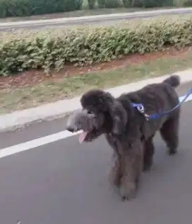 Giant poodle grey jantan