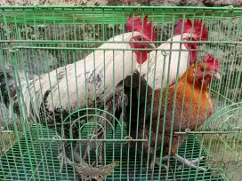 2 Ayam jantan dan 1 ayam betina Arab