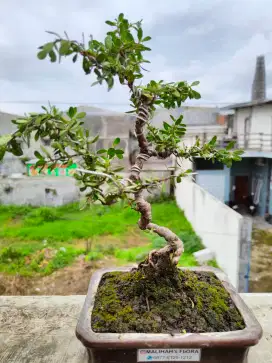 Bonsai Santigi Murah