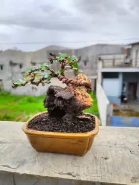 Bonsai Hokiantea