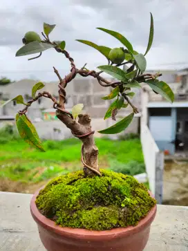 Bonsai Jambu klutuk