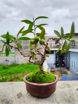 Bonsai Jambu Kerikil / Klutuk