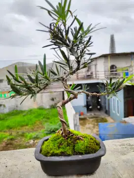 Bonsai Lohansung Menawan