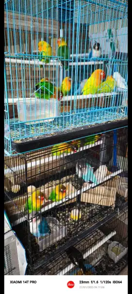 Lovebird lb ijo120 biru130 vio150