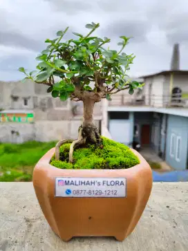 Bonsai Sancang siap pajang