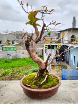 Bonsai Dewandaru yahuudd