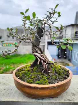 Bonsai Silverberry bisa berbuah