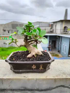 Bonsai Iprik menawan