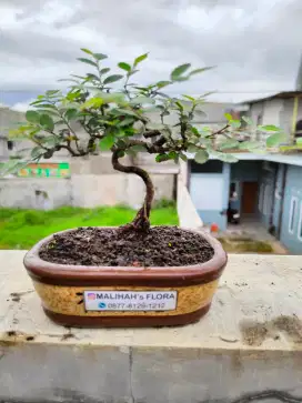 Bonsai Ulmus menawan