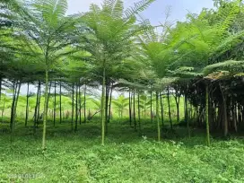 Pohon solobium tinggi 3 meter