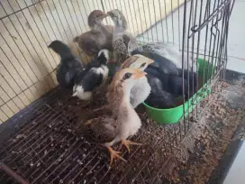 Ayam kampung usia 2 mingguan