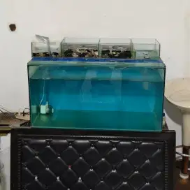 Aquarium Akuarium Ikan Arwana