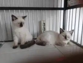 Kitten betina  cantik