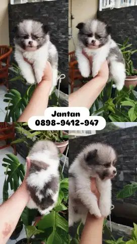 Minipom jantan betina lucu