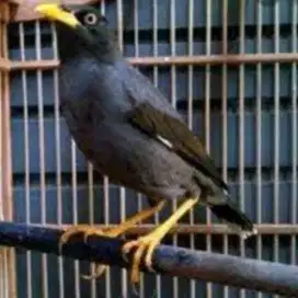 Burung jalak kebo jantan