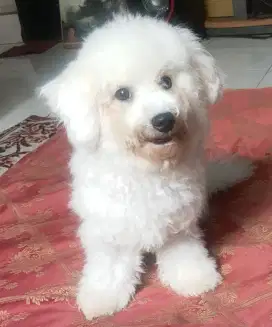 DI JUAL MURAH BICHON FRISE JANTAN STAMBUM VAKSIN KUALITAS BAGUS