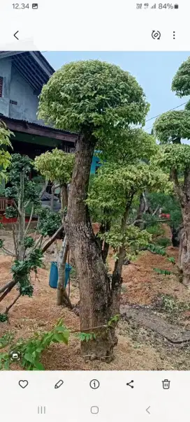 bonsay ating putri dan tanaman hias