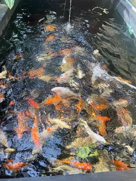 menjual ikan koi