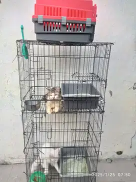 Sepasang kucing