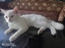 Kucing persia sepasang