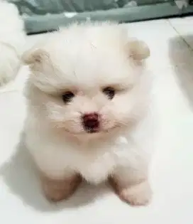 Anjing pom pomeranian  2 bulan