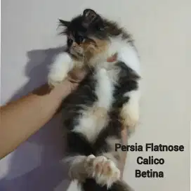 Persia Flatnose Calico