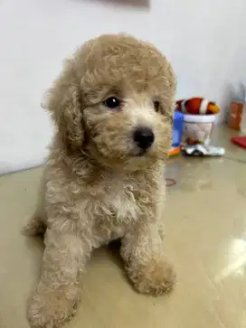 Puppy Poodle Jantan Apricot Fawn DOB 20 Nov 2024