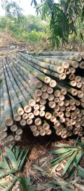 Jual bambu diantar sesuai alamat