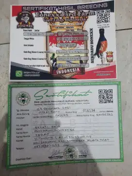 Burung Murai Batu Ring Bonex