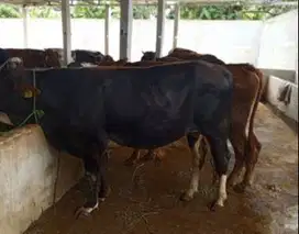 cicil 5jt/bln sapi qurban 2025 350kiloan timbang real rawatan kandang