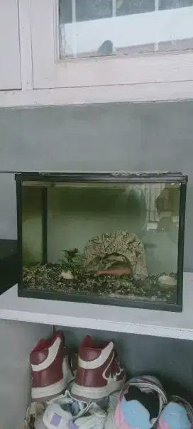 Aquarium ikan hias atau hamster