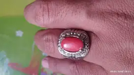 Red marjan original laut merah