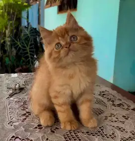 Kucing Garfield Lucu