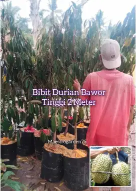 Durian Bawor Bibit Okulasi Tinggi 2 Meter an