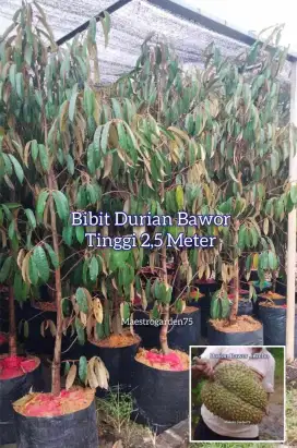 Durian Bawor Bibit Okulasi Tinggi 2,5 Meter an