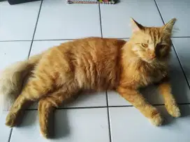 Kucing Oyen Lucu Peranakan Bulu Tebal Ekor Panjang