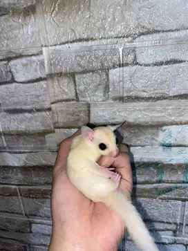 Sugar Glider Leucistic