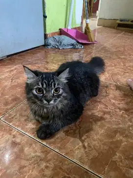 Kucing Medium Persia